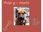 Pup Y Rhodesian Ridgeback Puppy Male