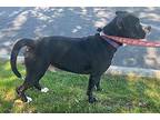 Izzy American Pit Bull Terrier Young Male