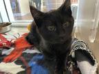 Tracy Domestic Mediumhair Kitten Female