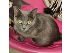 Adopt Oksana a Domestic Short Hair, Russian Blue