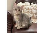 Miss Felix Domestic Shorthair Kitten Female