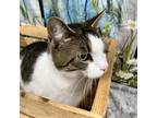 Tron Domestic Shorthair Adult Male