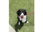Juno Border Collie Adult Male