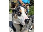Tigre Australian Shepherd Adult Male