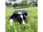 Freya Collie Young Female