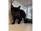 Tango Domestic Shorthair Kitten Female
