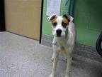 DOLLY Boxer Young Female