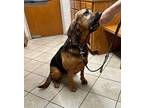 Reba Bloodhound Adult Female
