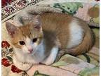 Ollie Domestic Shorthair Kitten Male