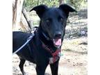 Adopt INDIANA a Border Collie