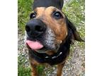 Buddy Bloodhound Adult Male