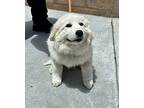 Archie Great Pyrenees Puppy Male