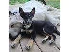 Luna Husky Puppy Female
