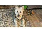 Buddy Westie, West Highland White Terrier Adult Male