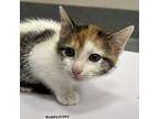 Elsa Domestic Shorthair Kitten Female