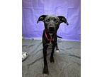 Fanny Mae Labrador Retriever Young Female