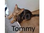 Adopt Tommy a Tabby, Domestic Medium Hair