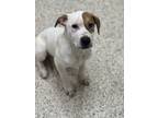 Adopt Malachi a Australian Cattle Dog / Blue Heeler