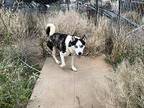 Corona Husky Adult Male