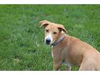 Preakness Stakes Labrador Retriever Puppy Male