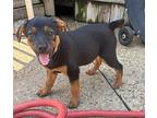 Buttercup Mixed Breed (Medium) Puppy Female