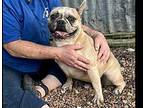 Mallory French Bulldog Young Female