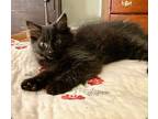 Sterling Domestic Mediumhair Kitten Female