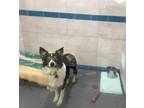 Violet Border Collie Adult Female