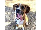 Adopt Banjo a Beagle, Boxer
