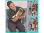 Adopt Milo a Beagle, Dachshund
