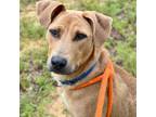 Adopt Pelican a Yellow Labrador Retriever