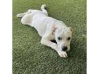 Adopt Linus a Great Pyrenees, Mixed Breed