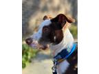 Adopt Manchego a Australian Shepherd, Mixed Breed