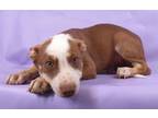 Adopt Asiago a Australian Shepherd, Mixed Breed