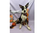 Adopt Gouda a Australian Shepherd, Mixed Breed