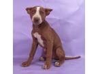 Adopt Provolone a Australian Shepherd, Mixed Breed