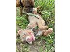 Adopt Summit a Pit Bull Terrier, Mixed Breed
