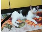 Adopt Scout a Domestic Short Hair