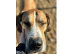 Adopt Axle a Great Dane