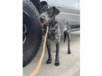 Adopt Blue a Australian Cattle Dog / Blue Heeler