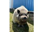 Adopt Oscar a Pig