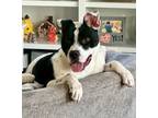 Adopt Sonic a Pit Bull Terrier, Mixed Breed