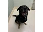 Adopt Doug a German Shepherd Dog, Mixed Breed