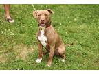 Adopt Palmer a Chesapeake Bay Retriever, American Staffordshire Terrier