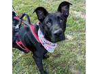 Adopt Beluga 24-0374 a Shepherd, Husky