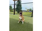 Adopt Vinny a Black Mouth Cur, Shepherd