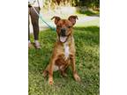 Adopt Clifford a Black Mouth Cur, Mixed Breed