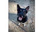 Adopt Peter a Akita, Mixed Breed
