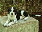 Adopt Cherokee a Mixed Breed