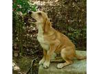 Adopt Dakota a Mixed Breed